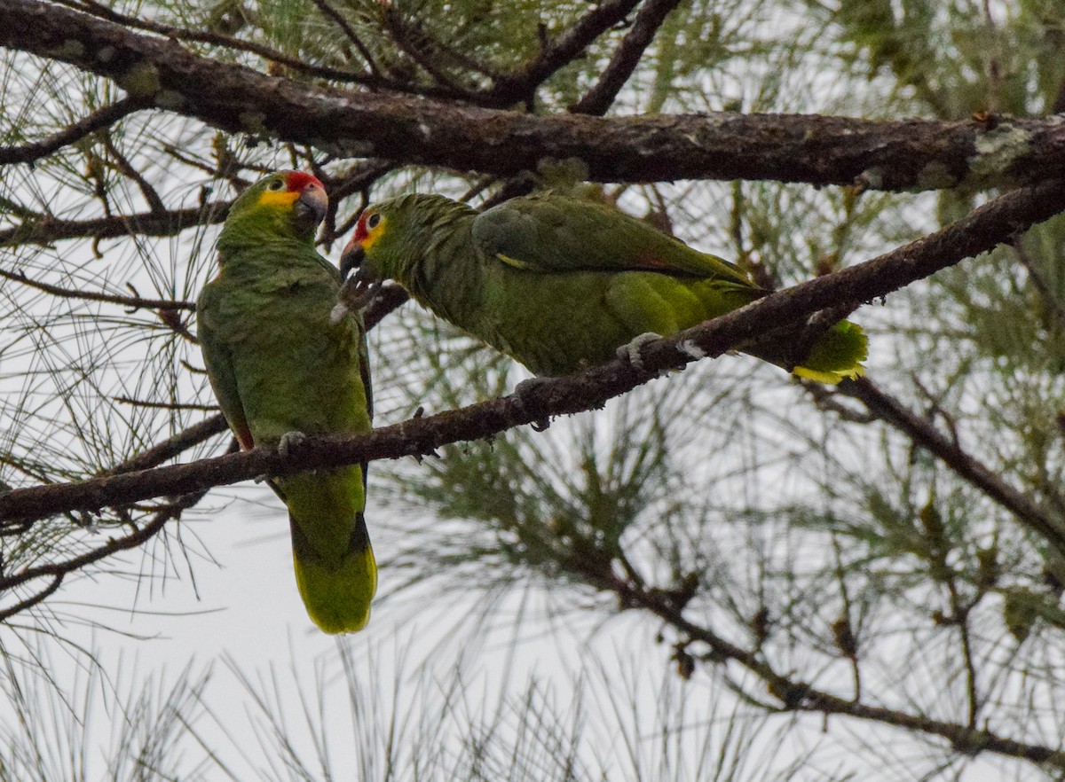 Red-lored Amazon - ML647122888