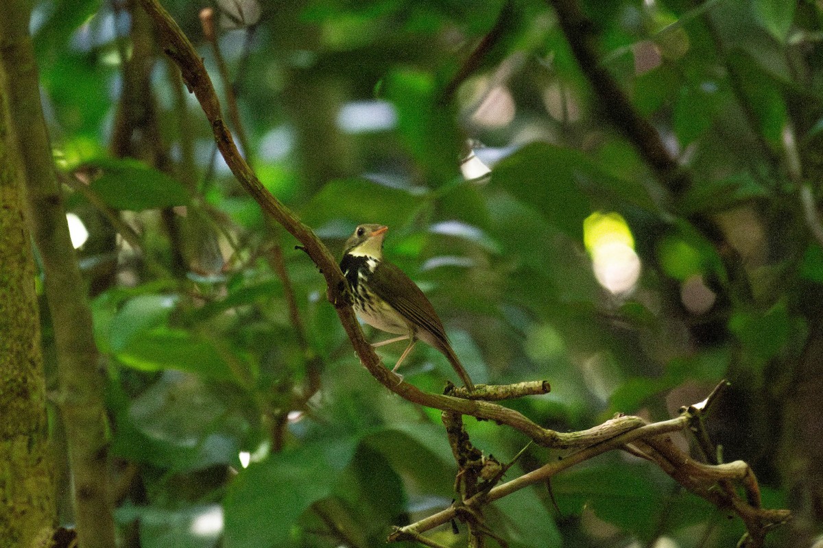 Тиран-щебетун південний - ML647122889