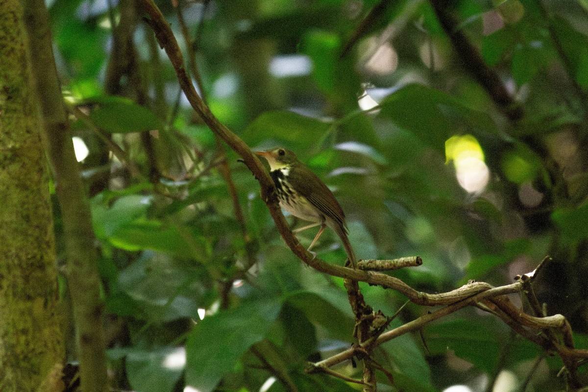 Тиран-щебетун південний - ML647122890