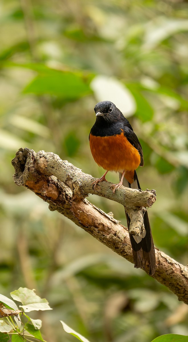 Шама білогуза - ML647122895