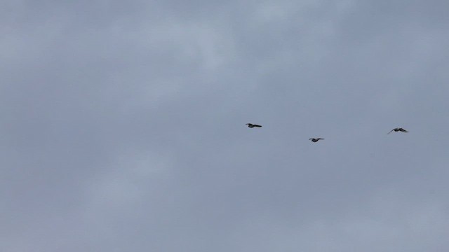 Голуб сизий (міський) - ML647122896