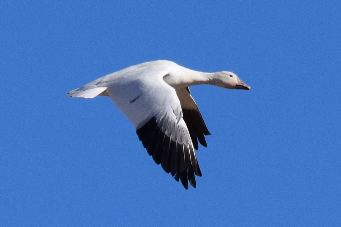 Гуска біла - ML647122897