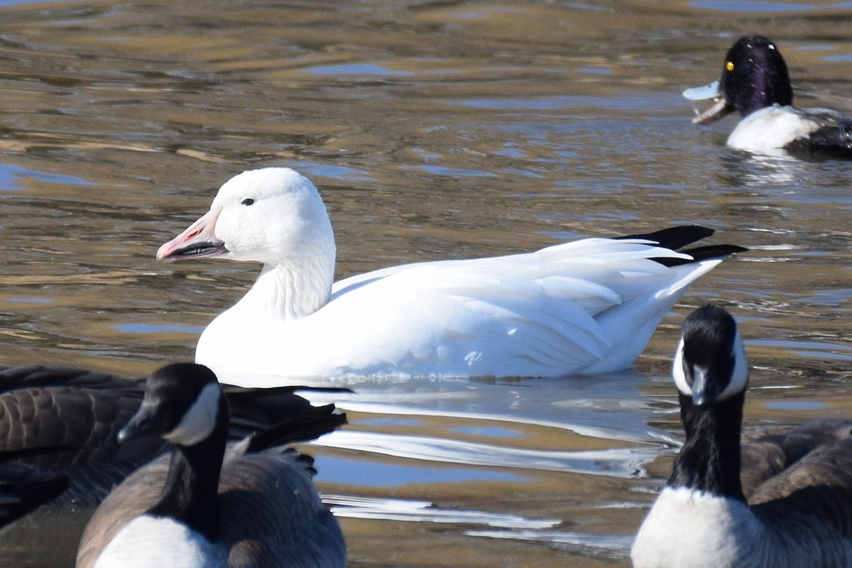 Гуска біла - ML647122899