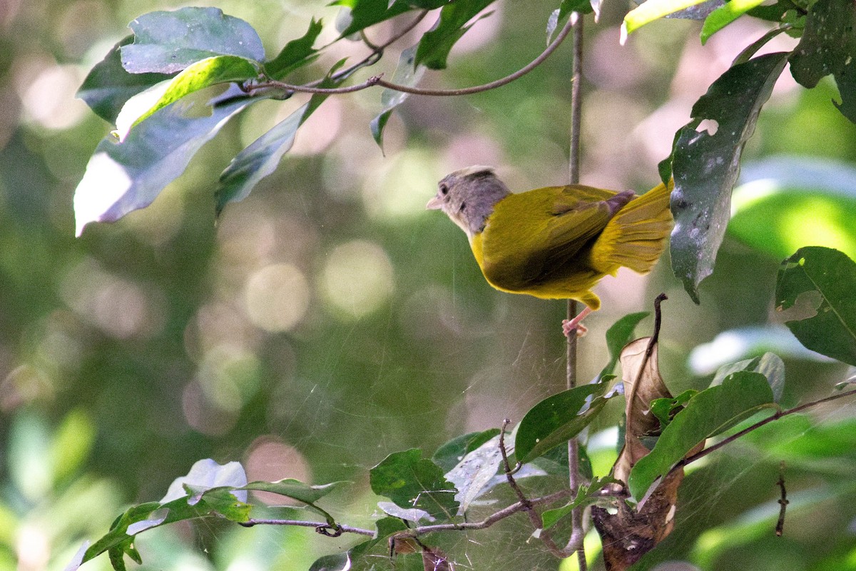 Танагра сіроголова - ML647122900