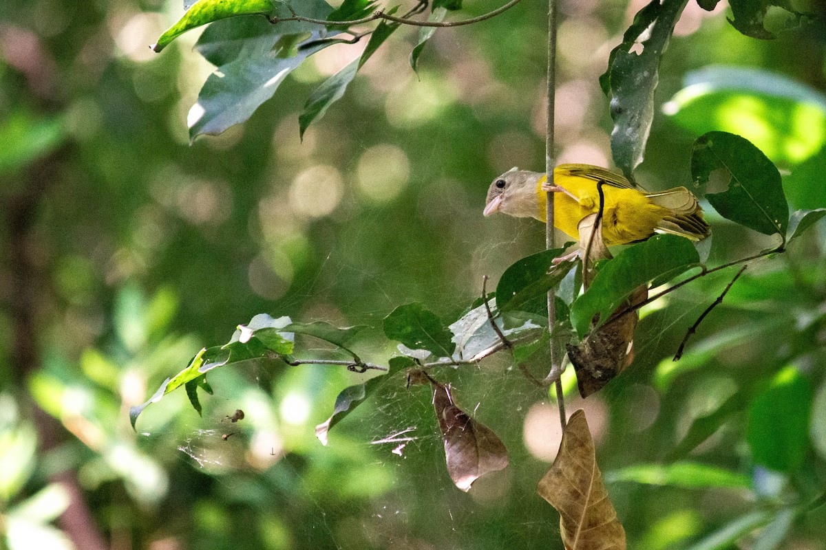 Танагра сіроголова - ML647122901