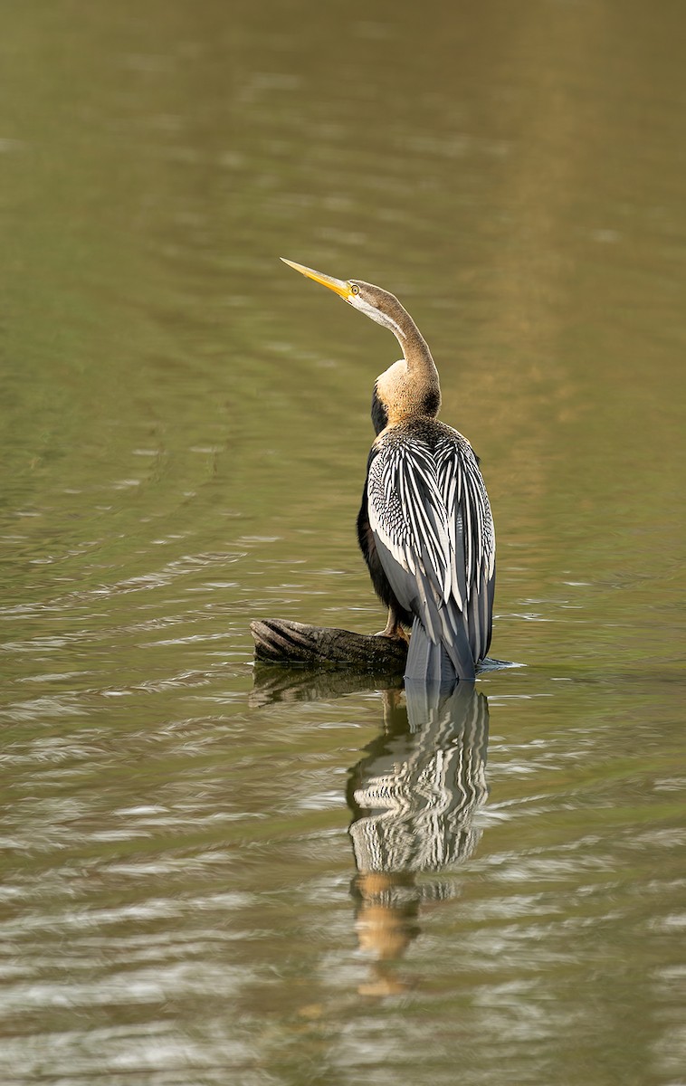Змієшийка чорночерева - ML647122902
