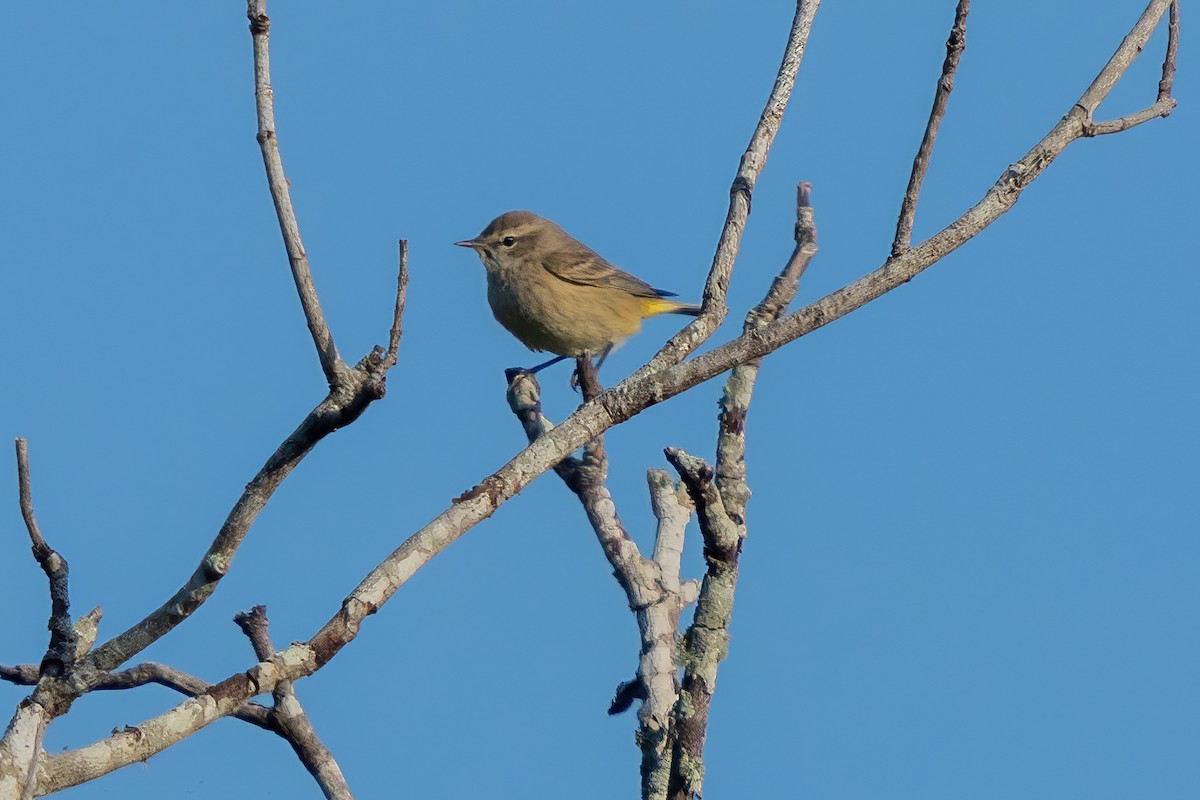 Пісняр-лісовик рудоголовий - ML647122903