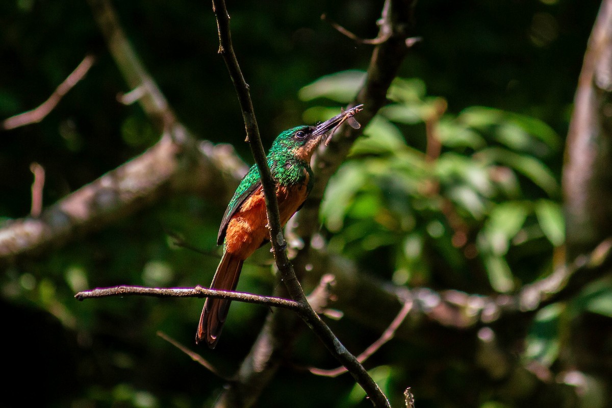 Якамара рудохвоста - ML647122906