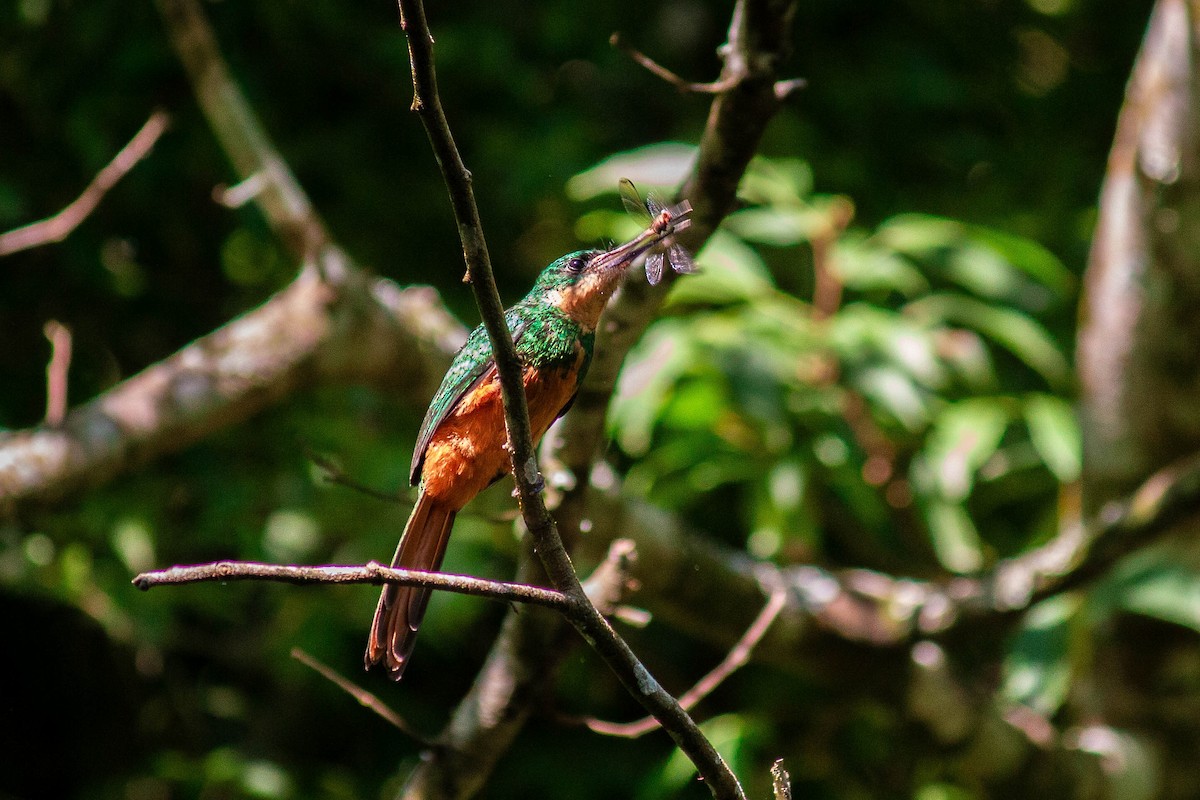 Якамара рудохвоста - ML647122907