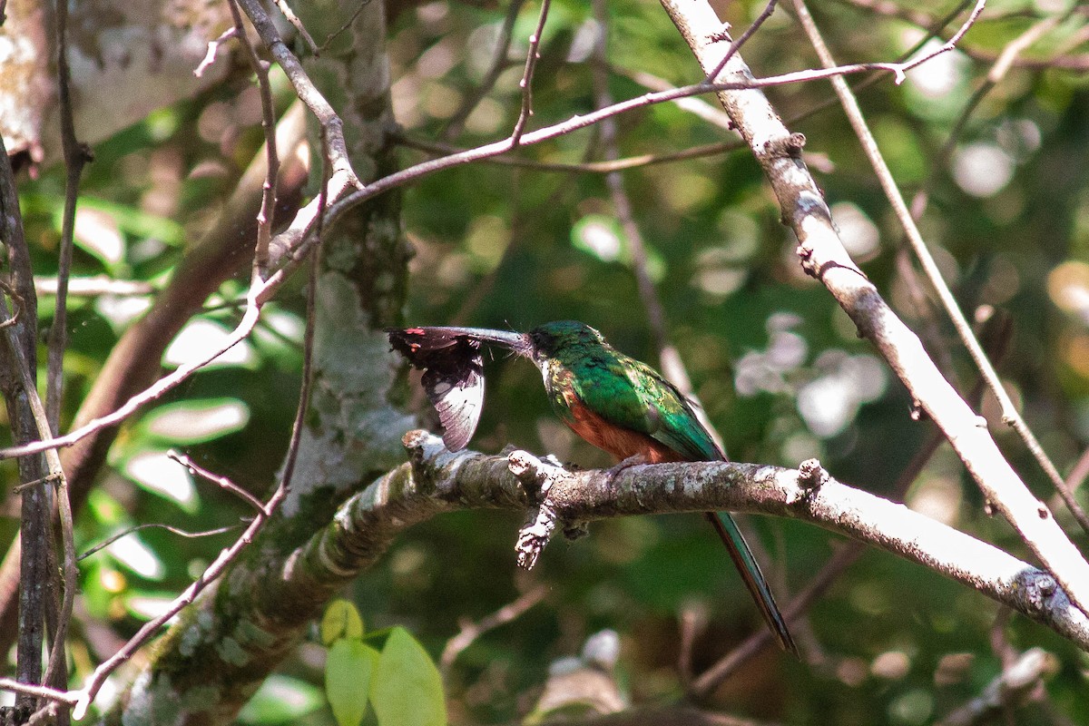 Якамара рудохвоста - ML647122908