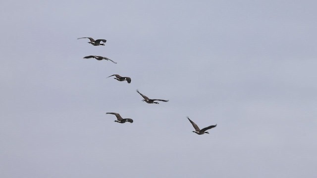 ברנטה קנדית - ML647122909