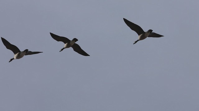 ברנטה קנדית - ML647122910