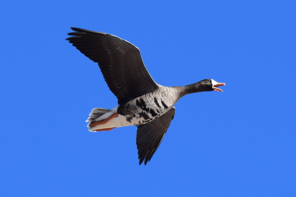 Гуска білолоба - ML647122911