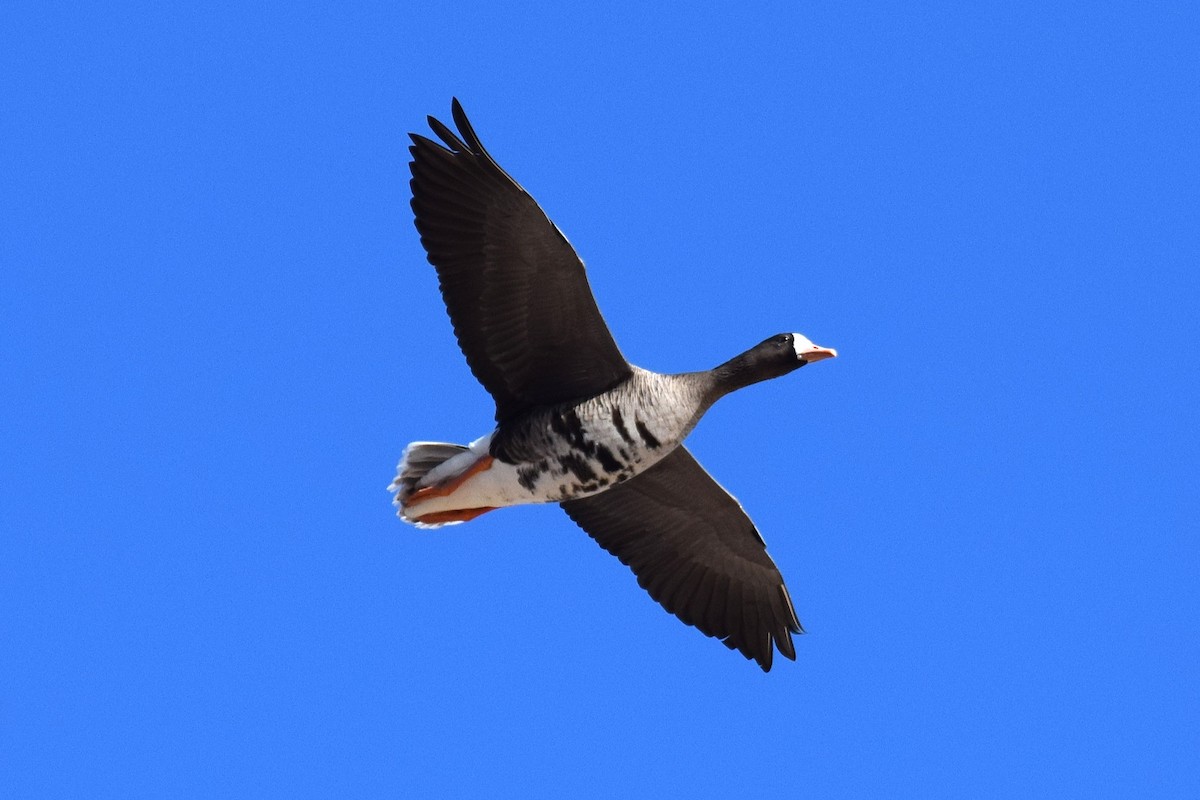 Гуска білолоба - ML647122912