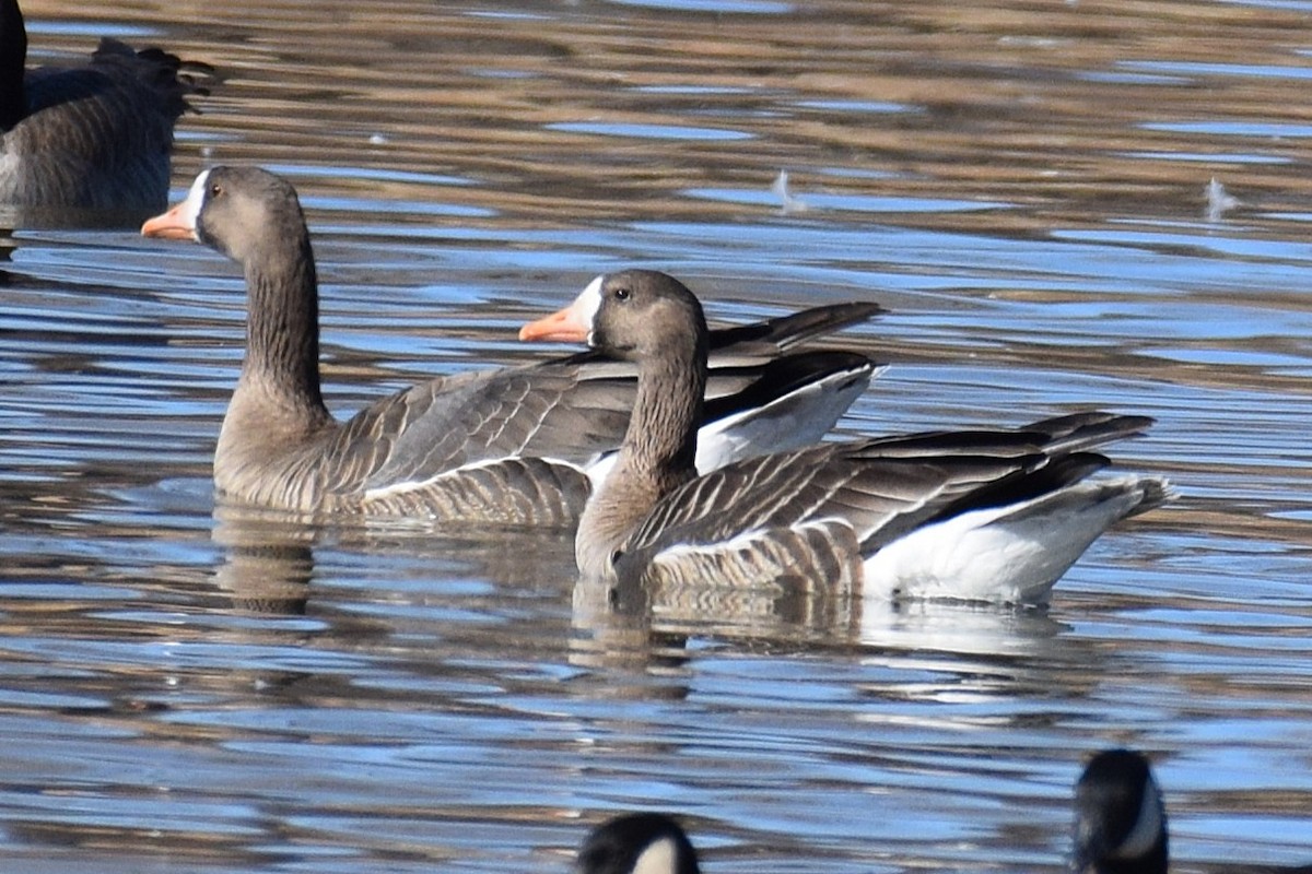 Гуска білолоба - ML647122913