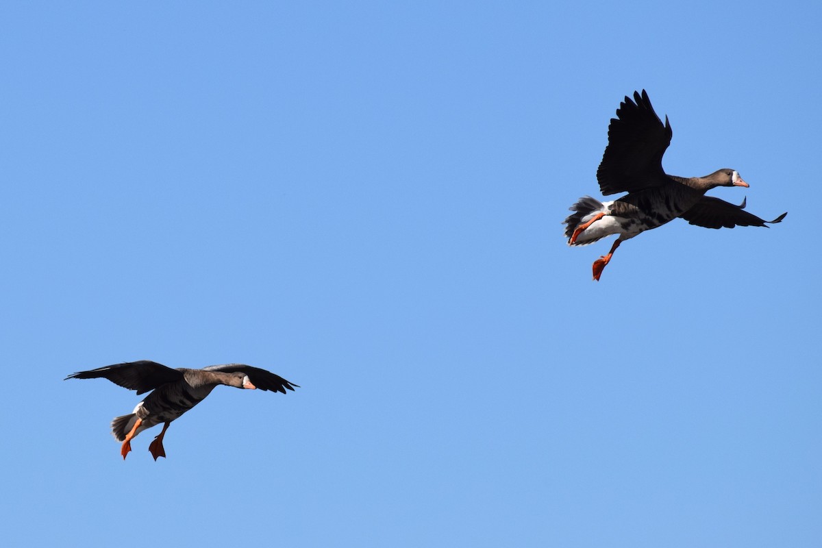 Гуска білолоба - ML647122914