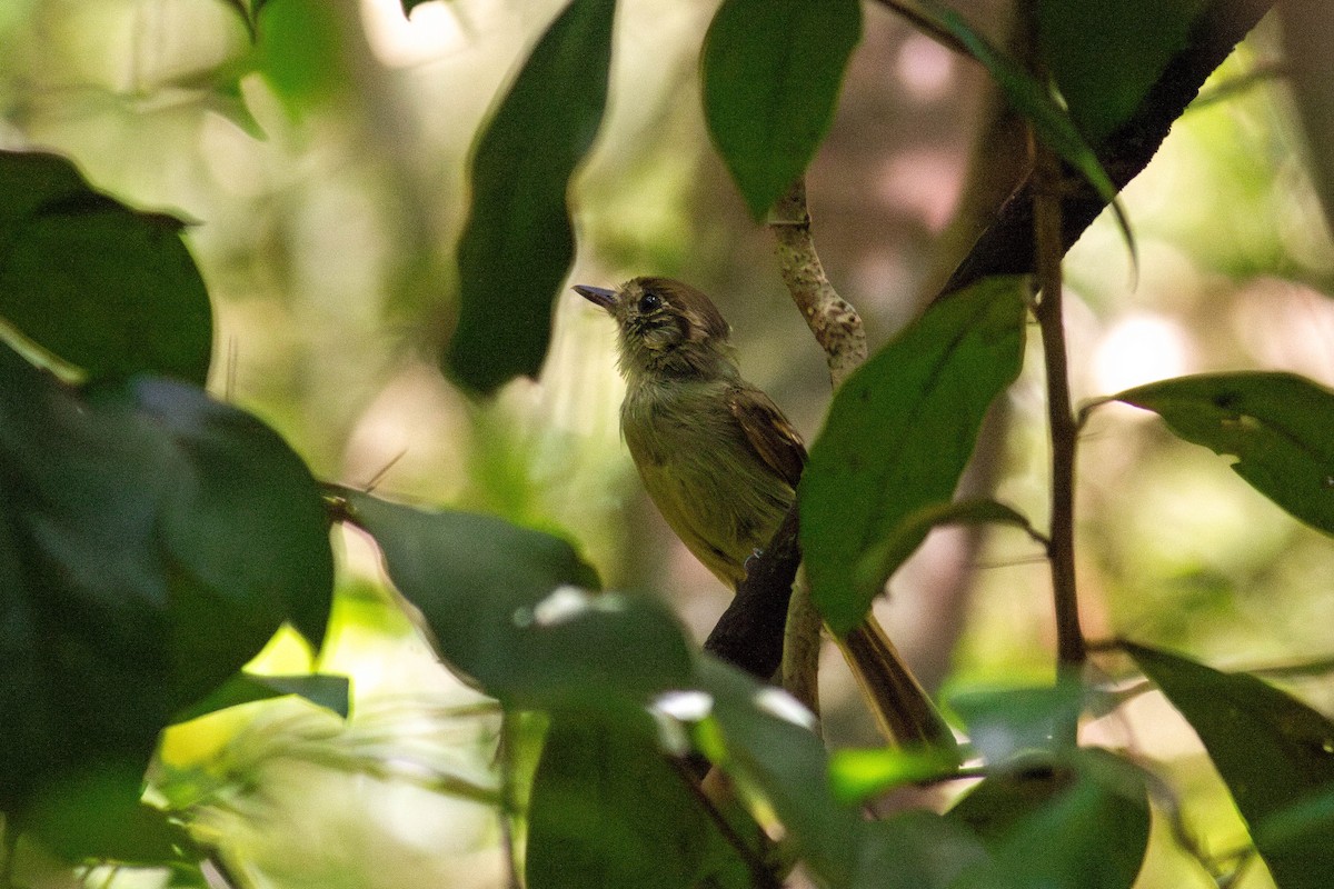 Тиран-інка буроголовий - ML647122915