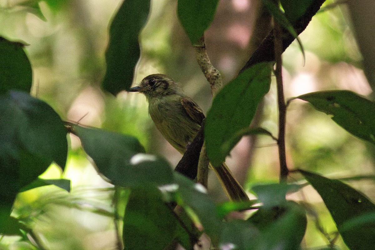 Тиран-інка буроголовий - ML647122916