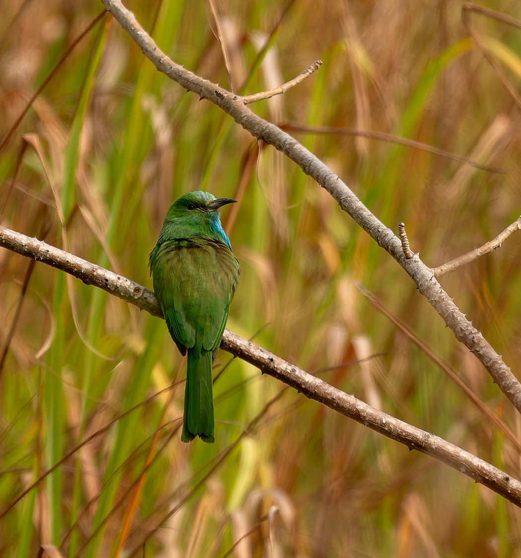 Бджолоїдка велика - ML647122917