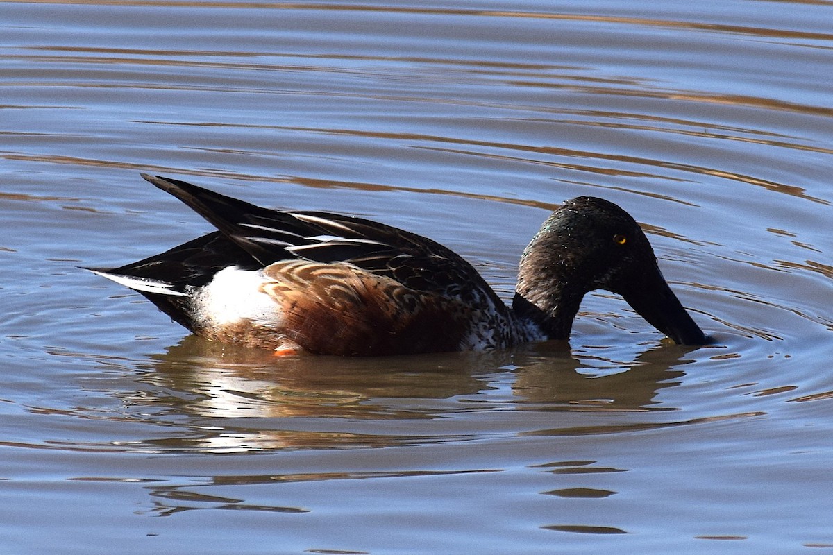 Широконіска північна - ML647122918