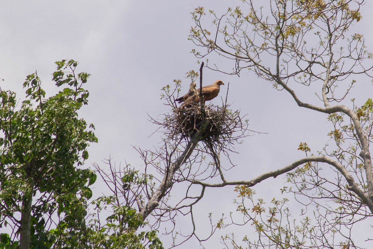 Канюк-крабоїд рудий - ML647122919