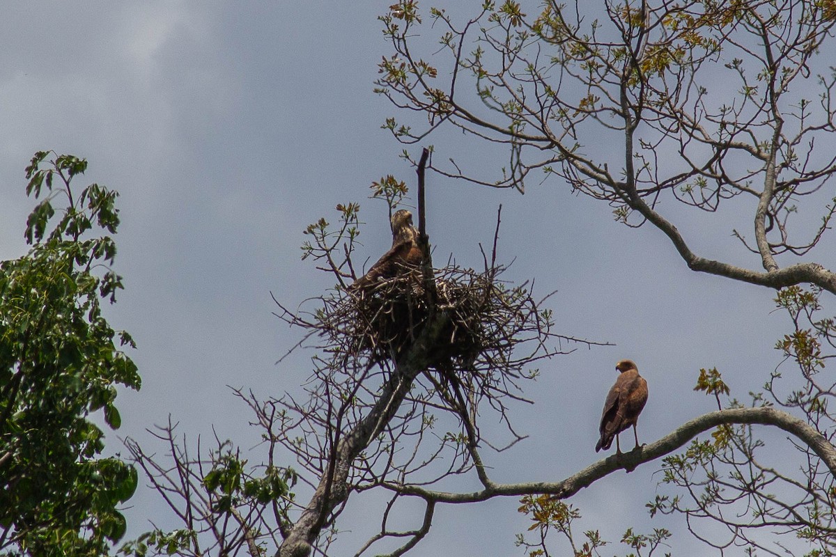 Канюк-крабоїд рудий - ML647122920