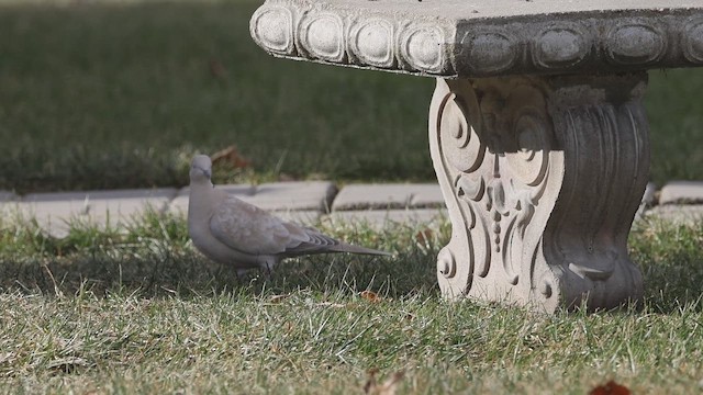 תור צווארון - ML647122922