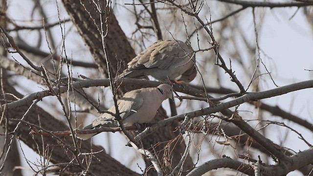 תור צווארון - ML647122923