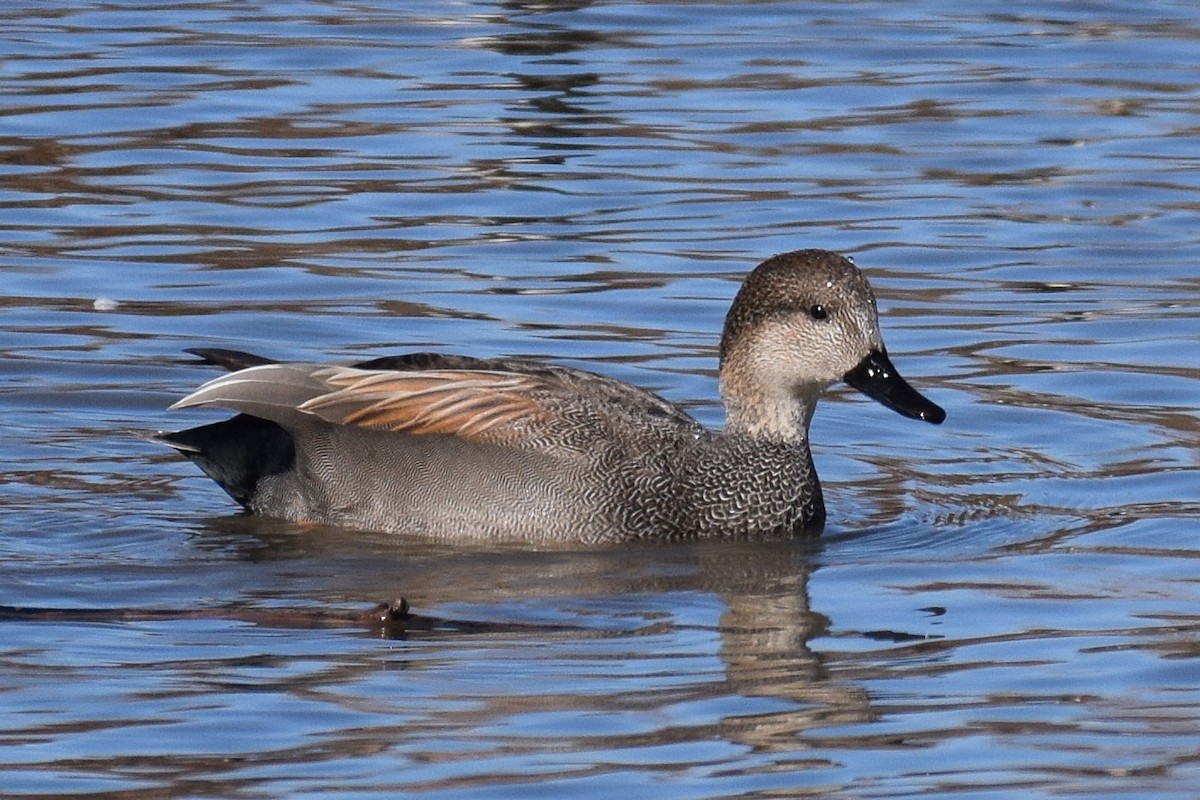 Серая утка - ML647122924