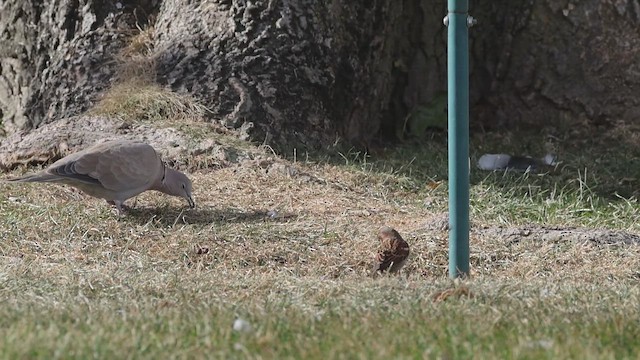 תור צווארון - ML647122928