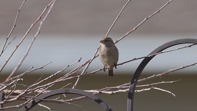 דרור הבית - ML647122936