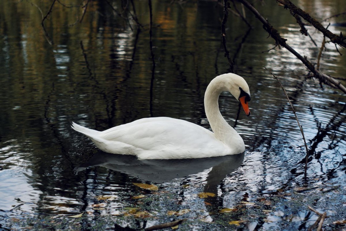 Mute Swan - ML647122941