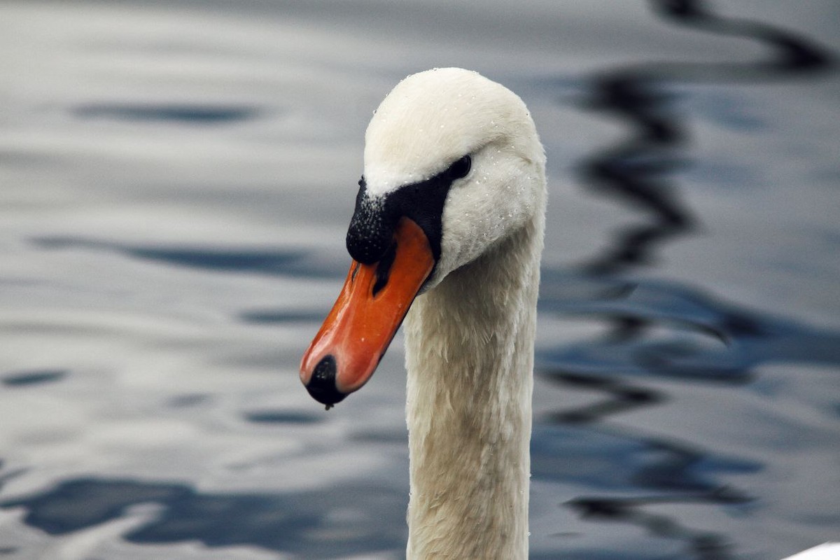 Mute Swan - ML647122942