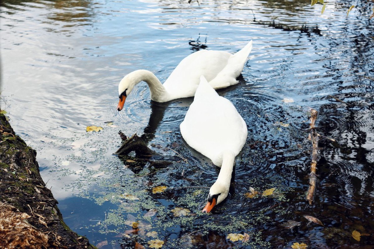 Mute Swan - ML647122943