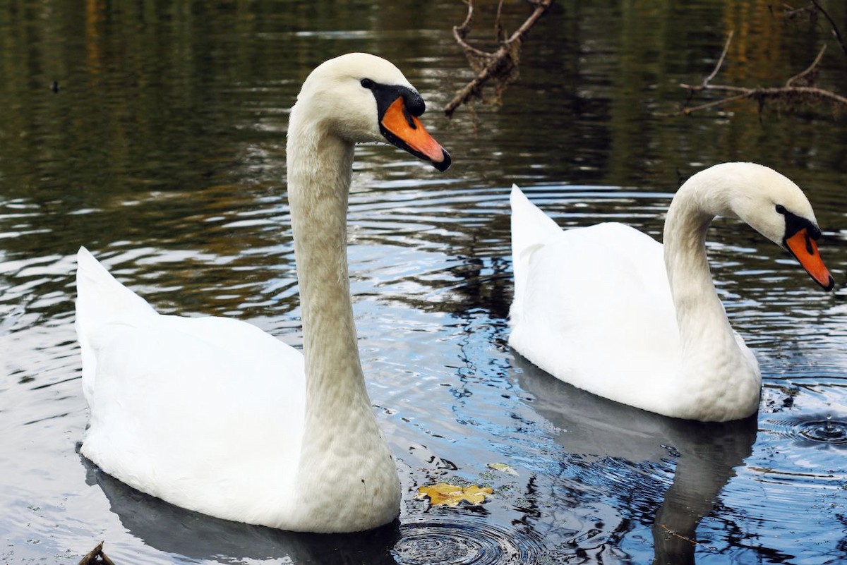 Mute Swan - ML647122944