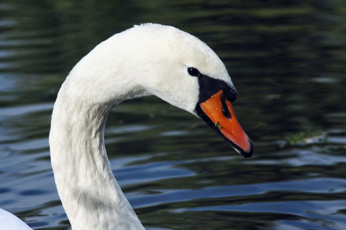 Mute Swan - ML647122945