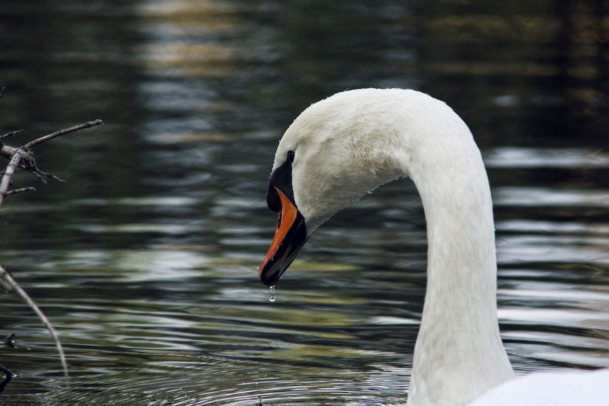 Mute Swan - ML647122946