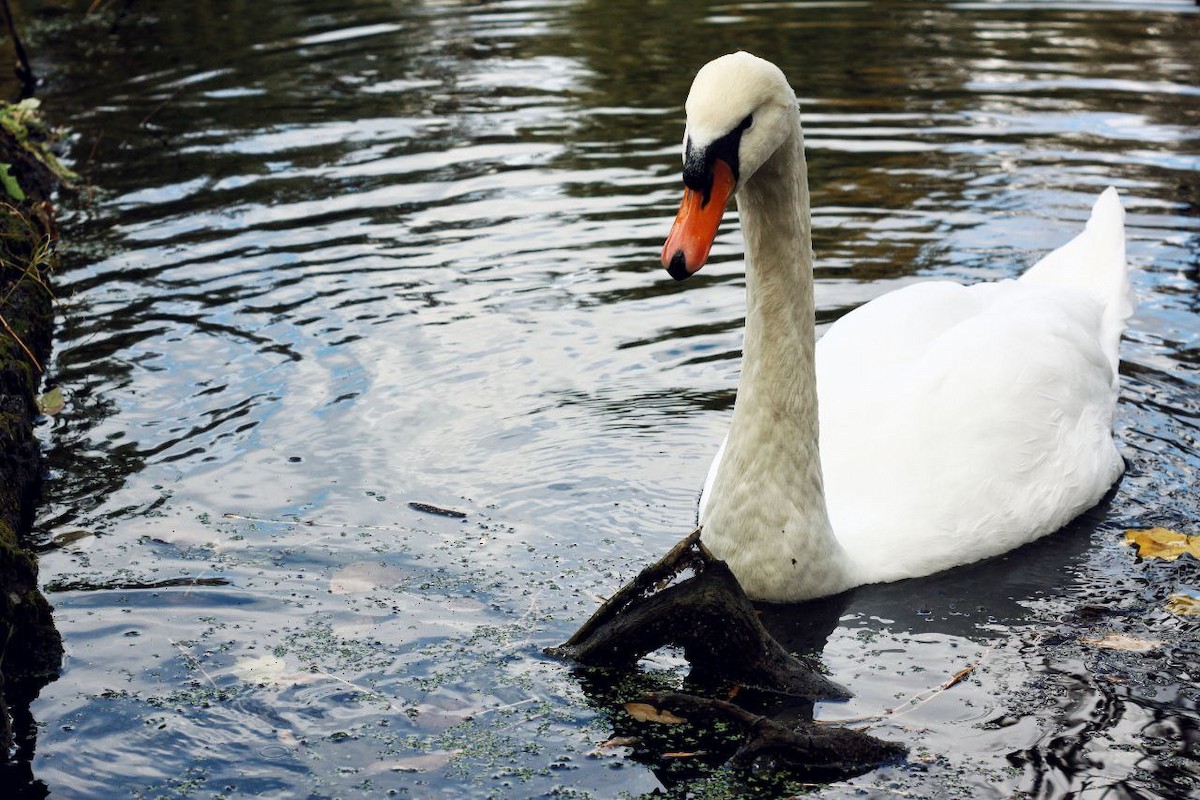 Mute Swan - ML647122947