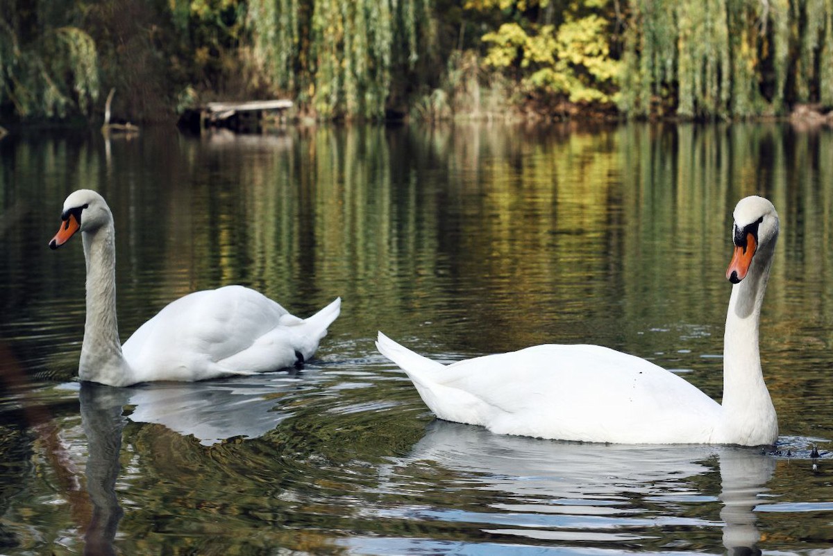 Mute Swan - ML647122948