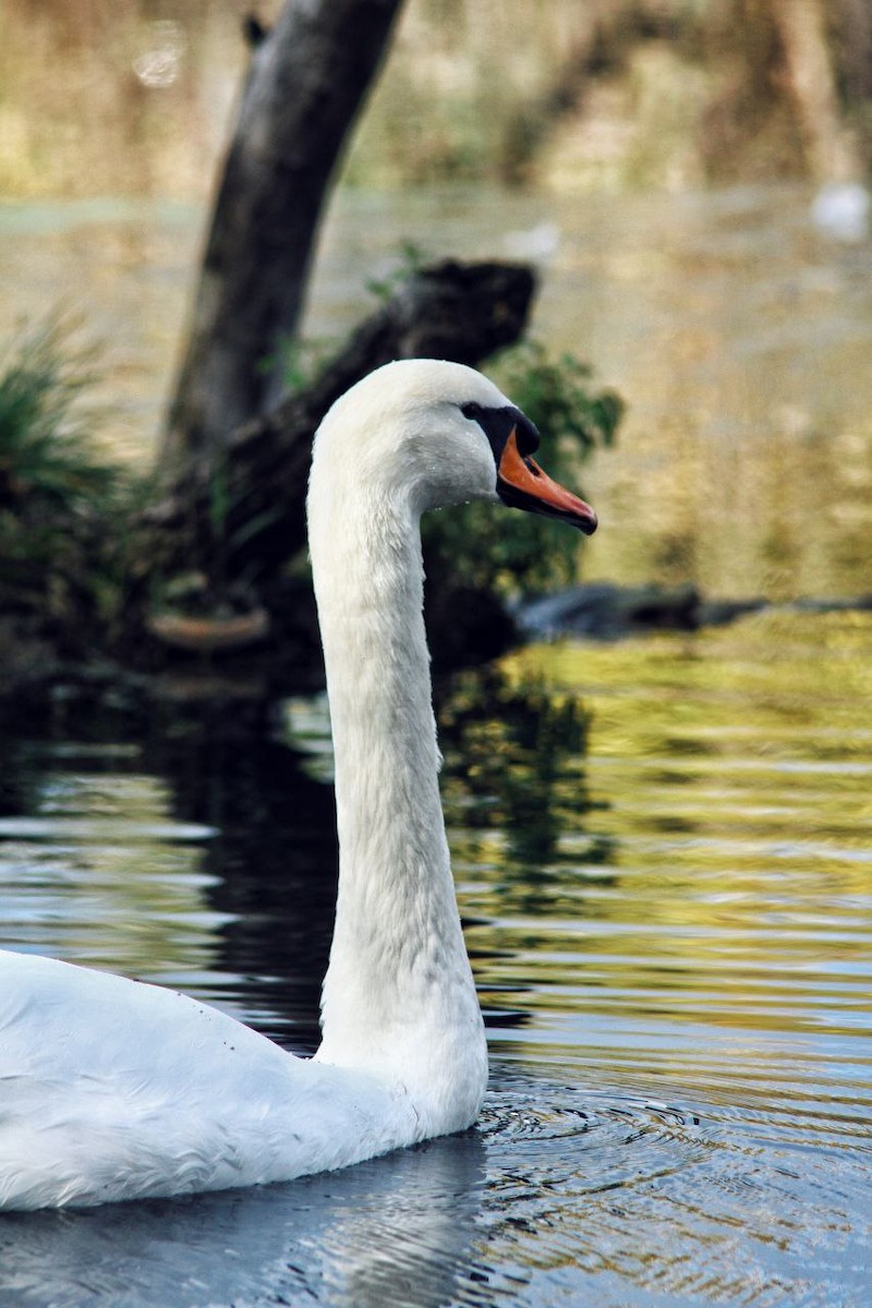 Mute Swan - ML647122949