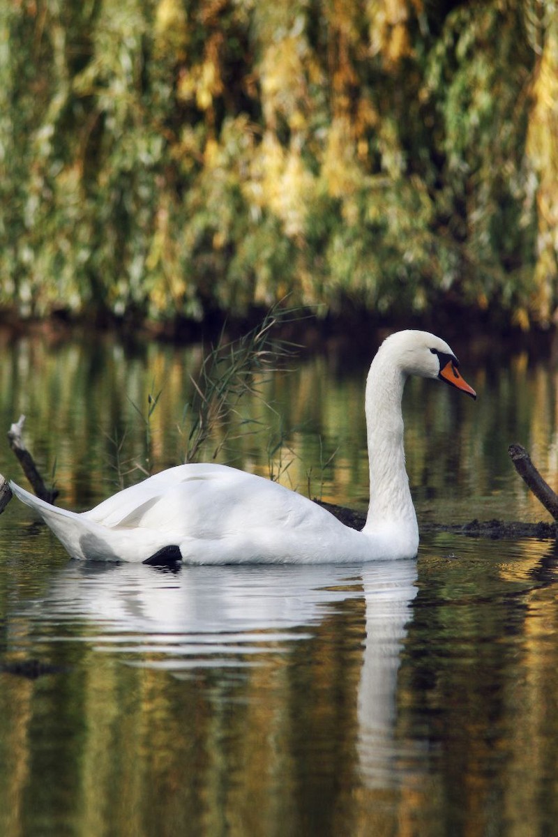 Mute Swan - ML647122950