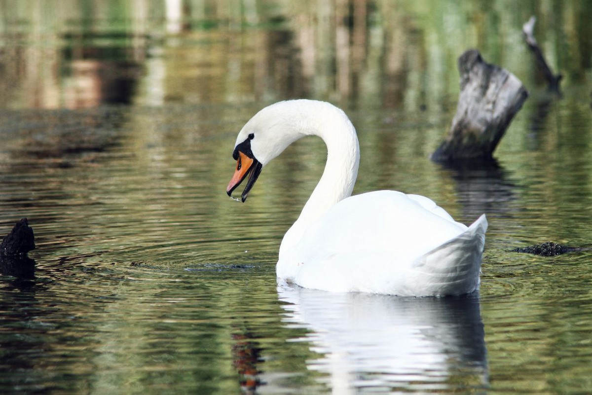 Mute Swan - ML647122951