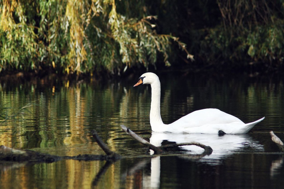 Mute Swan - ML647122952
