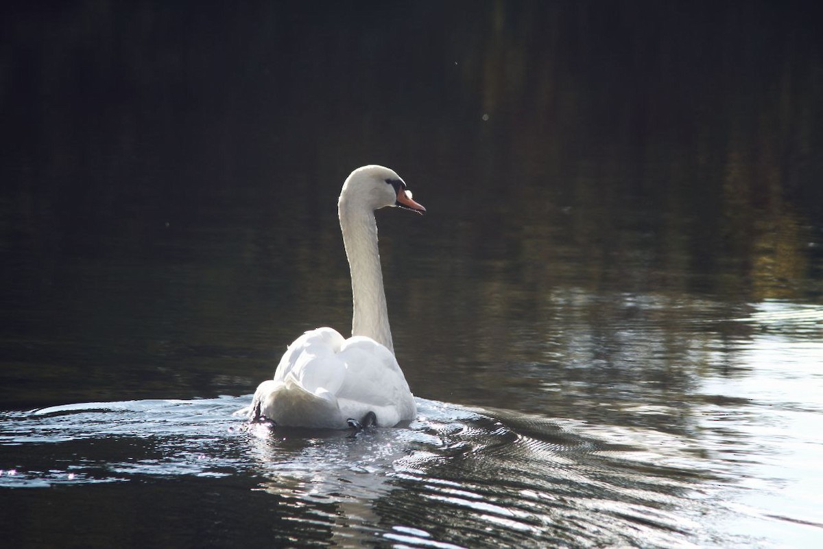 Mute Swan - ML647122953