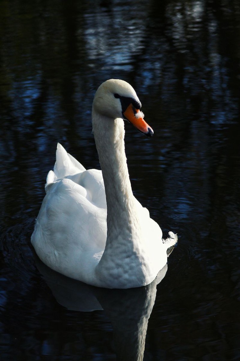 Mute Swan - ML647122954