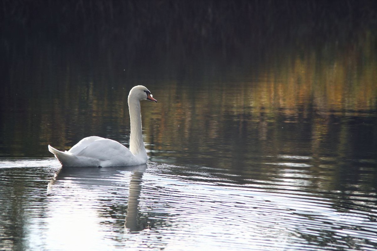 Mute Swan - ML647122955