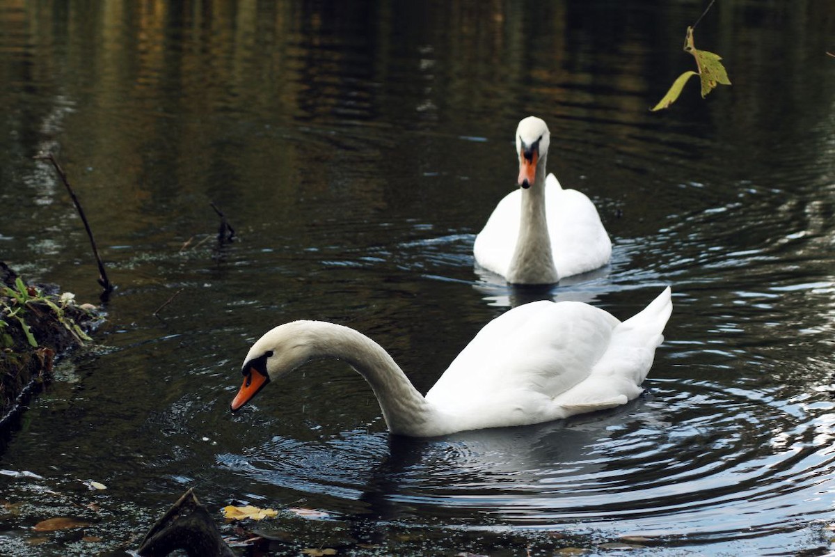 Mute Swan - ML647122956