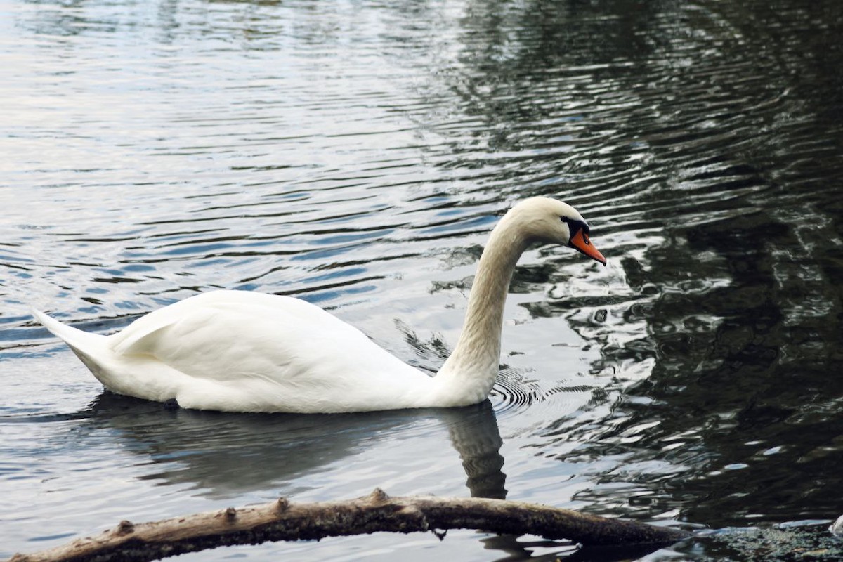 Mute Swan - ML647122957