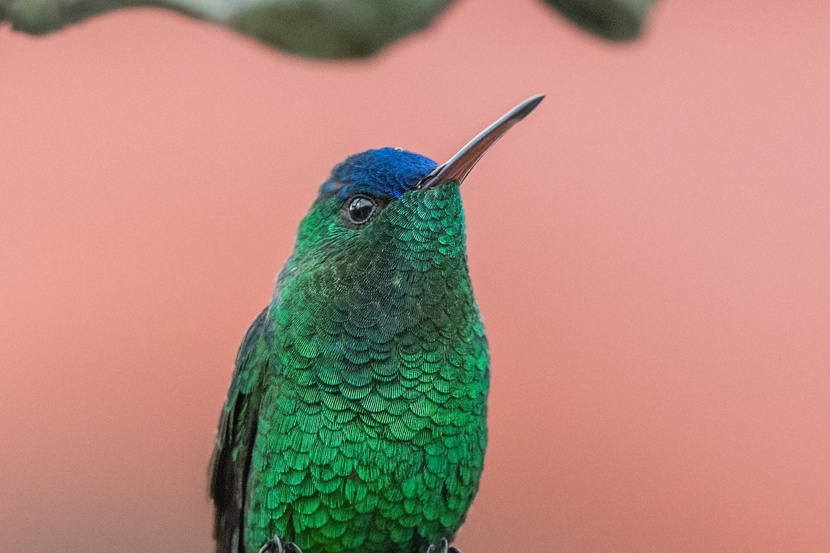 indigokronekolibri - ML647122958