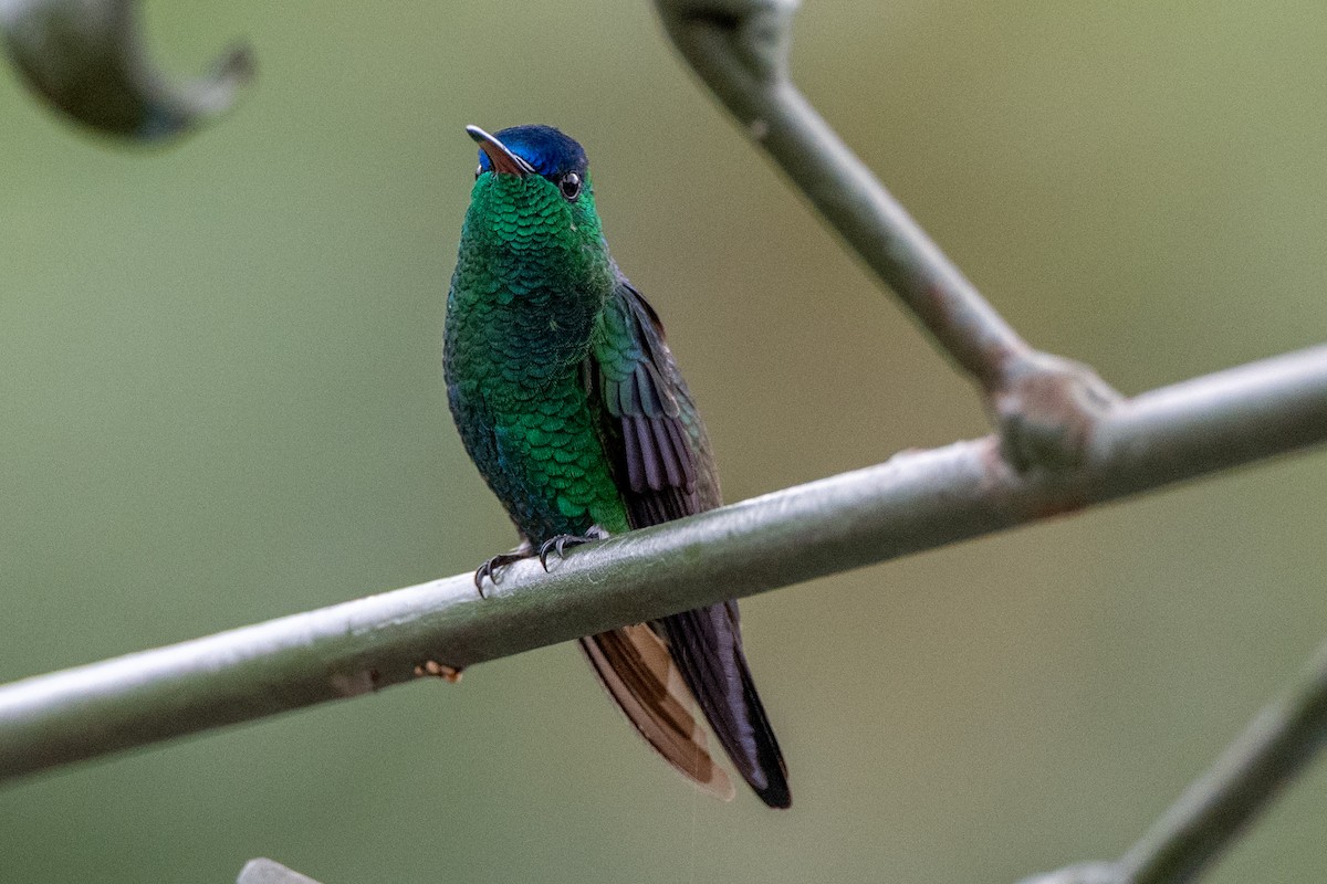 indigokronekolibri - ML647122959